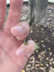 Coleoptera