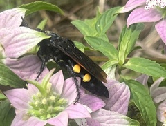 Pygodasis quadrimaculata
