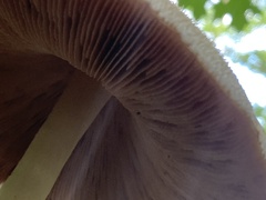 Volvariella bombycina