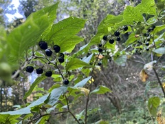 Atropa belladonna