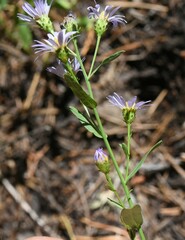 Symphyotrichum chilense