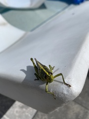 Schistocerca alutacea