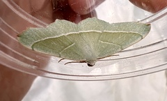 Campaea margaritaria