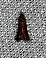 Varneria postremella