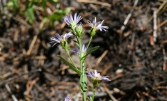 Symphyotrichum chilense