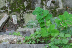 Erysiphe macleayae