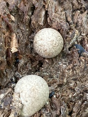 Volvariella bombycina