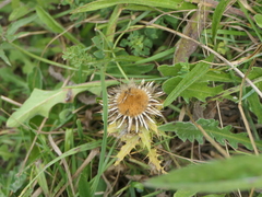Carlina vulgaris