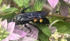 Pygodasis quadrimaculata