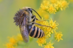 Colletes hederae