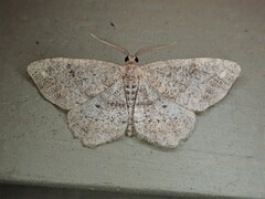 Hypagyrtis piniata