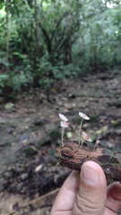 Porotheleaceae