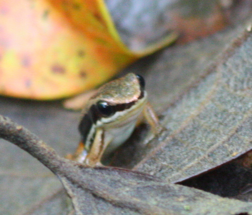 Allobates talamancae
