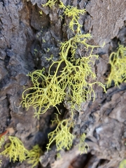 Letharia vulpina