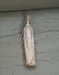 Agriphila vulgivagellus