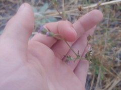 Allophyllum gilioides