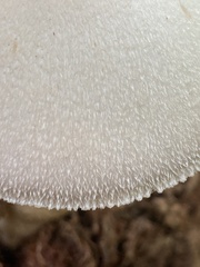 Volvariella bombycina