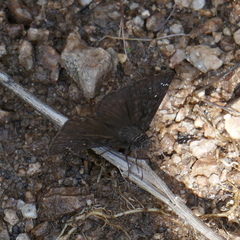 Erynnis