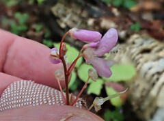 Hylodesmum nudiflorum