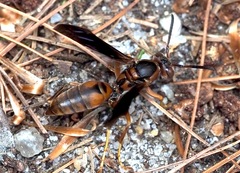 Fuscopolistes