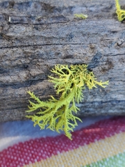 Letharia vulpina