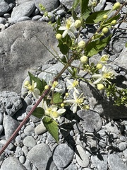 Clematis ligusticifolia