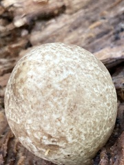 Volvariella bombycina