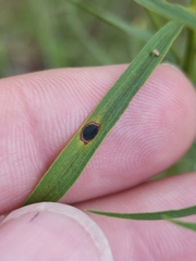 Asteromyia euthamiae
