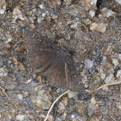 Erynnis