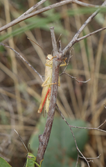 Acrididae