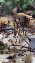 Marasmius rotula