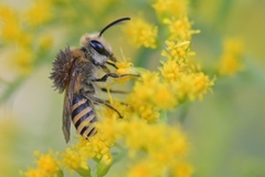Colletes hederae