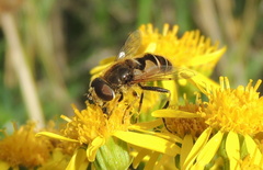 Eristalis nemorum