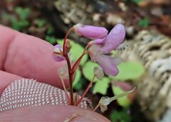 Hylodesmum nudiflorum