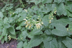 Salvia glutinosa