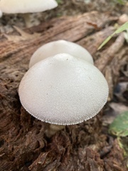 Volvariella bombycina