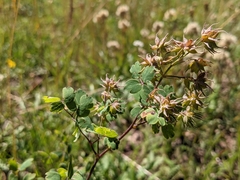 Thalictrum fendleri