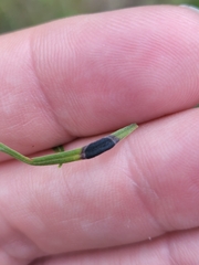 Asteromyia euthamiae