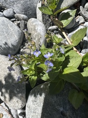 Clematis ligusticifolia
