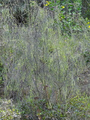 Passerina falcifolia