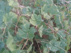 Vitis californica