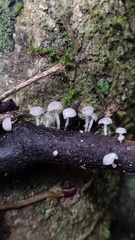 Delicatula integrella