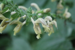 Salvia glutinosa