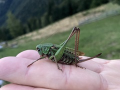 Decticus verrucivorus