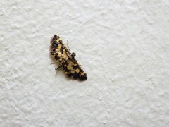 Eurrhyparodes tricoloralis