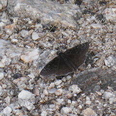 Erynnis