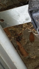 Latrodectus
