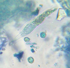 Lactarius affinis viridilactis