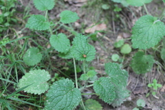 Lamium galeobdolon