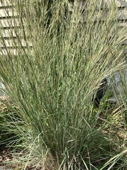 Schizachyrium scoparium